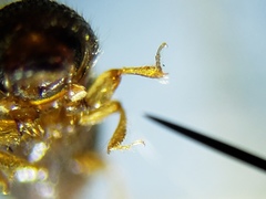 Xylosandrus compactus