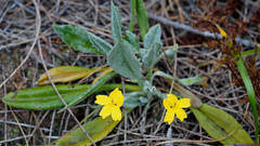 Goodenia robusta