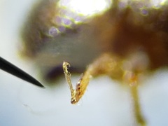 Xylosandrus compactus