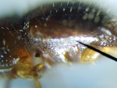 Xylosandrus compactus