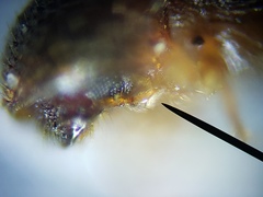 Xylosandrus compactus