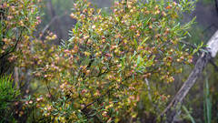 Dodonaea viscosa spatulata