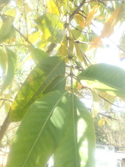 Ixoroideae