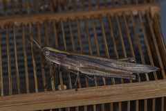 Tropidopolinae