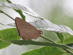 Hidari irava