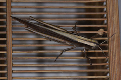 Tropidopolinae