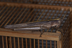 Tropidopolinae