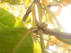 Ixoroideae