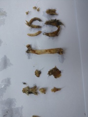 Milvus migrans parasitus