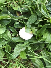 Cuphophyllus virgineus