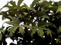 Oreopanax cuspidatus