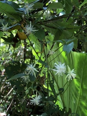 Clematis formosana