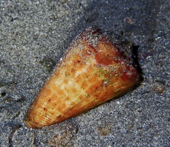 Conus tessulatus