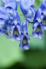 Aconitum degenii