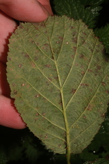 Sphaerulina westendorpii