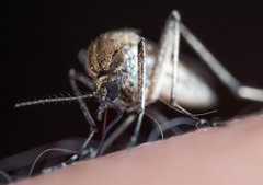 Aedes juppi