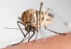 Aedes juppi