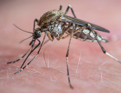 Aedes juppi