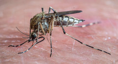 Aedes juppi