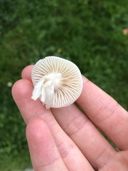 Cuphophyllus virgineus