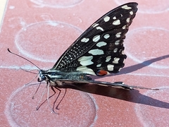 Papilio demoleus