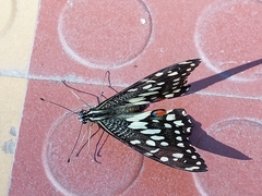 Papilio demoleus