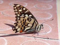 Papilio demoleus