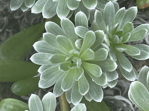 Heliotropium anomalum