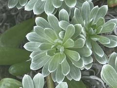 Heliotropium anomalum