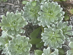 Heliotropium anomalum