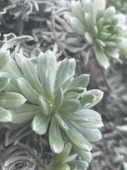 Heliotropium anomalum