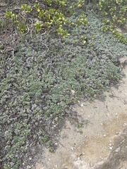 Heliotropium anomalum