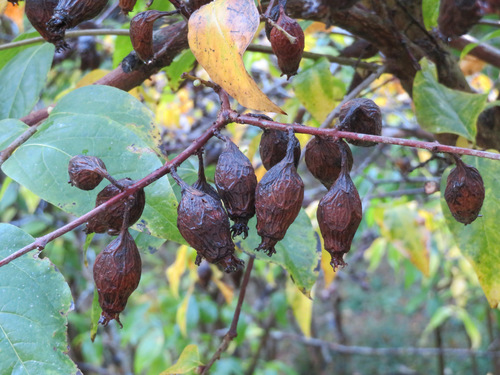 Chimonanthus praecox