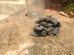 Milvus migrans parasitus