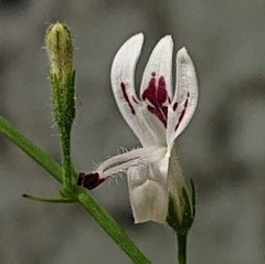 Andrographis paniculata