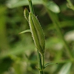 Andrographis paniculata