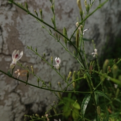 Andrographis paniculata