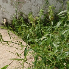 Andrographis paniculata