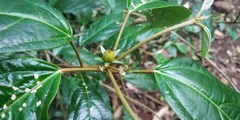 Croton zeylanicus