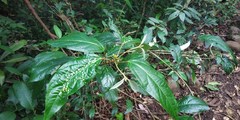 Croton zeylanicus