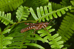 Traulia ornata