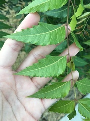 Azadirachta