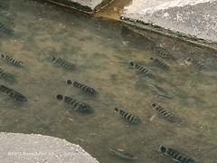 Heterotilapia buettikoferi