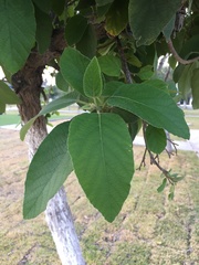 Cordia