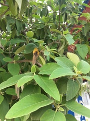 Cordia