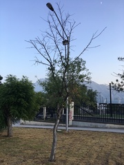 Fraxinus berlandieriana