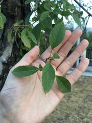 Fraxinus berlandieriana