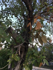 Fraxinus berlandieriana