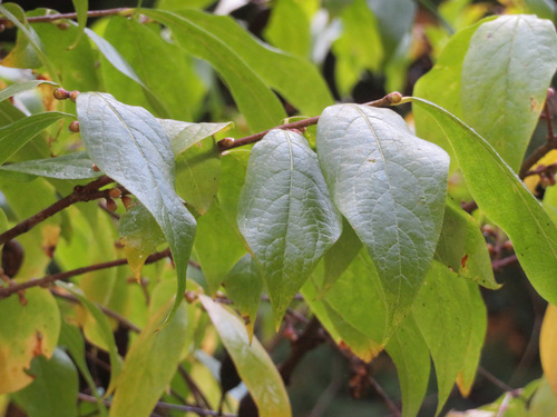 Chimonanthus praecox