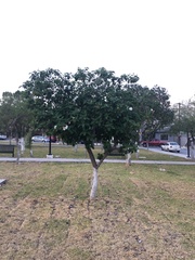 Cordia